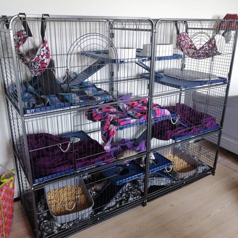 Ferret Habitat, Ferret Cage Ideas Diy, Ferret Cage Setup, Ferret Room Ideas Diy, Ferret Cage Ideas Aesthetic, Cute Ferret Cage Ideas, Ferret Nation Cage Ideas, Ferret Play Area Ideas, Ferret Room Ideas