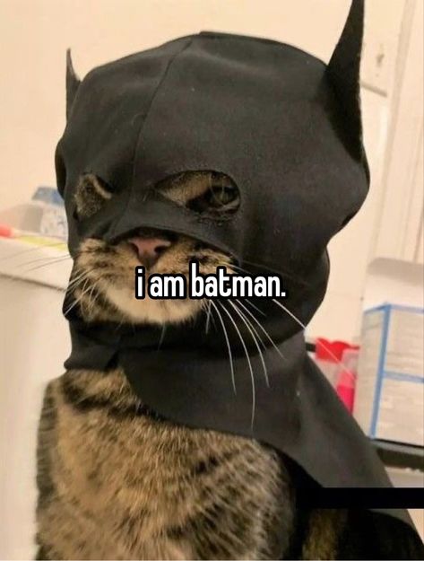 Blogging Aesthetic, Batman Meme, Batman Cat, Blog Aesthetic, Batman Love, Aesthetic Blog, Blog Website Design, Funny Looking Cats, Funny Beach