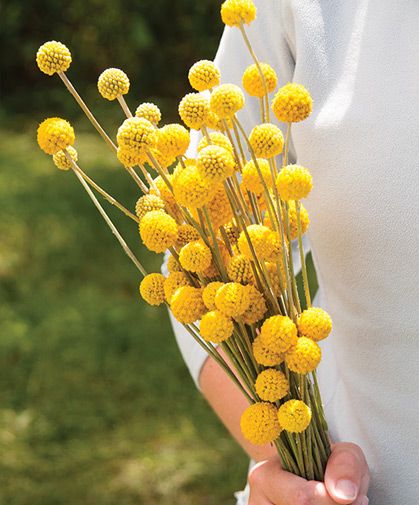 Long Vases, Flower Identification, Billy Balls, Billy Buttons, Cut Flower Garden, Plant Spacing, Organic Seeds, Fresh Cut Flowers, Flower Display