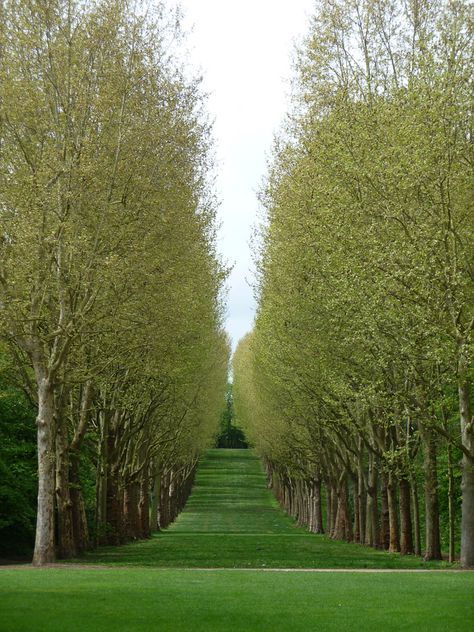 Street Trees, Way To Heaven, Scenic Photography, Moon Garden, Nature Green, Garden Landscape Design, Green With Envy, Country Gardening, Outdoor Landscaping