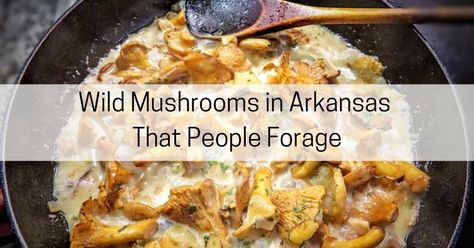 13 Common Types of Wild Mushrooms in Arkansas That People Forage - All About Arkansas Acorn Foraging, Foraging Tips, Buckeye Nut, Wild Food Foraging, Edible Mushrooms, Lion's Mane, Wild Edibles, Wild Food, Wild Mushrooms