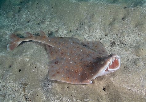 Eastern Angel Shark (Squatina sp.) Angel Shark, Types Of Sharks, Underwater Animals, Cool Fish, Water Animals, Underwater Creatures, Aquatic Animals, Sea Otter, Pretty Animals