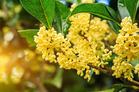 Osmanthus fragrans 'Conger Yellow' (Fragrant Olive) Osmanthus Fragrans, Purple Clematis, Silver Plant, Fragrant Garden, Mediterranean Garden, Easy Plants, Buy Plants, Plant Combinations, Evergreen Shrubs