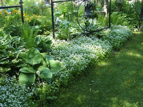 sweet woodruff | Sweet woodruff mingled inbetweeh hostas and other shade plants. Periwinkle Plant, Lily Turf, Low Growing Shrubs, Sweet Woodruff, Shade Garden Plants, Ground Covers, Landscaping Inspiration, Garden Shrubs, Ground Cover Plants