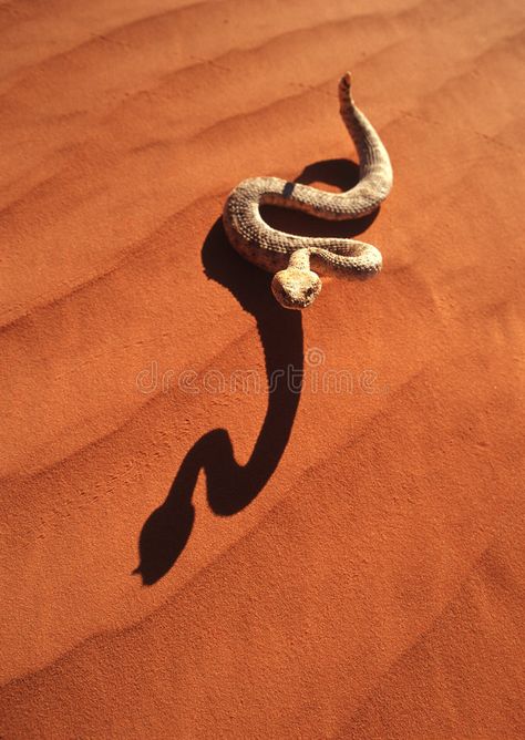 Rattlesnake. A rattlesnake on the hot desert sand , #AFF, #rattlesnake, #Rattlesnake, #hot, #sand, #desert #ad Desert Snake Aesthetic, Desert Snake, Snake Facts, Antique Hand Tools, Sonora Desert, Desert Aesthetic, Hot Desert, Animal Medicine, Desert Animals