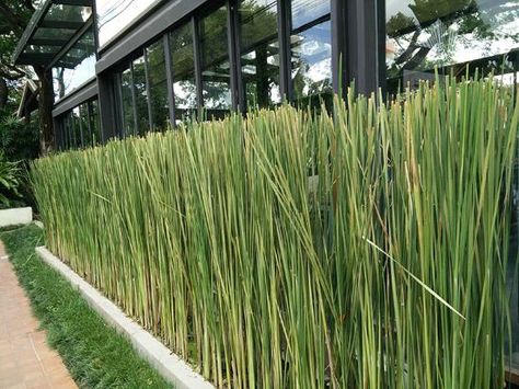 Lemongrass Privacy Screen, Lemongrass Potting Ideas, Lemongrass Garden Ideas, Potted Lemongrass Plant, Lemongrass Landscaping, Lemongrass Landscaping Ideas, Lemongrass Plant Landscaping, Townhome Patio, Veggie Garden Layout