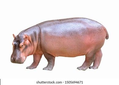 Hippopotamus, Zoo Animals, Hush Hush, Farm Animals, Animals Wild, My Images, White Background, Photo Image, Every Day