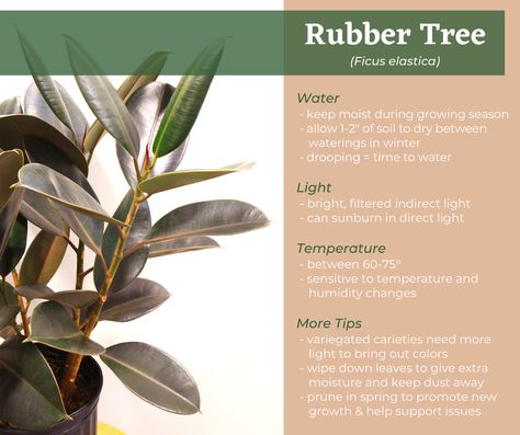 Care tips for Rubber Trees from the experts at Earl may Garden Centers. Rubber Tree Care, Ficus Elastica Care, Rubber Tree Plant Care, Rubber Plant Care, Rubber Tree Plant, Easy Care Houseplants, Ficus Elastica, Plant Hacks, Plant Protection