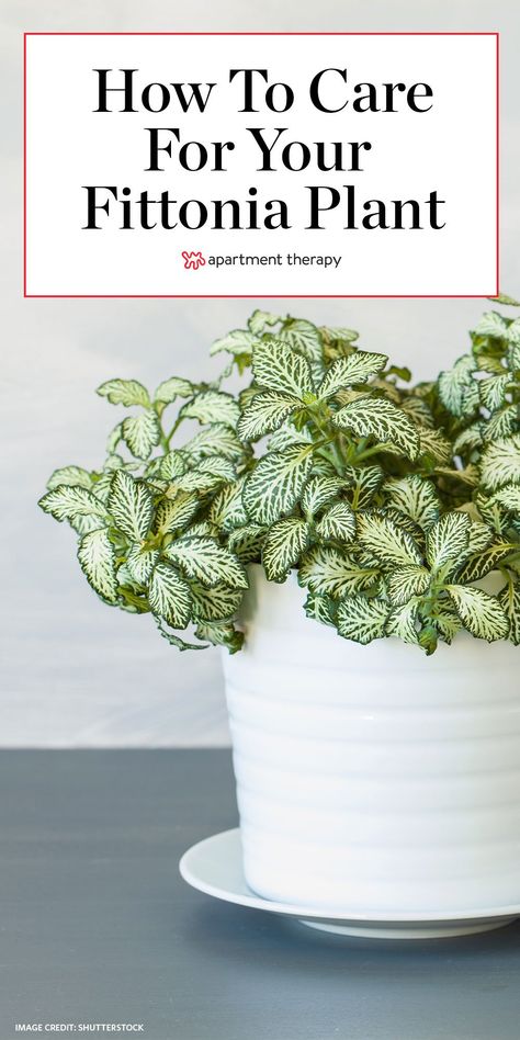 Everything you need to know about growing and caring for Fittonia (nerve plants).  #fittoniaplants #houseplants #indoorplants #nerveplants #fittoniacare #nerveplantscare #planttips #planthacks Fittonia Plant Decor, Fittonia Plant Care, Fittonia Argyroneura, Indoor Plants Ideas Decor, Fittonia Plant, Plants Apartment, Plants Arrangement, Indoor Plant Ideas, Propagation Tips