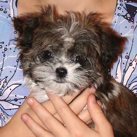 What’s a Mi-Ki? | Belle Amie Mi-Kis Miki Dog, Small Cute Puppies, Miniature Dog Breeds, Havanese Puppies For Sale, Cute Small Dogs, Havanese Puppies, Dog Cuts, Miniature Dogs, Toy Dog