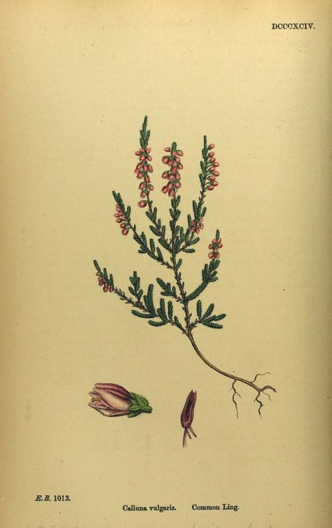 Calluna Vulgaris Tattoo, Calluna Vulgaris, Arranging Flowers, Vegan Tattoo, Botanical Drawing, Botanical Drawings, Botanical Illustration, Maple Leaf Tattoo, Body Art Tattoos