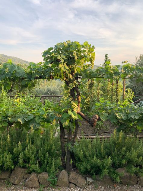 Italian Style Garden Ideas, Mediterranean Kitchen Garden, Italian Flower Garden, Small Italian Garden, Italian Homestead, Mediterranean Vegetable Garden, Italian Walled Garden, Italian Farm Aesthetic, Italian Greenhouse