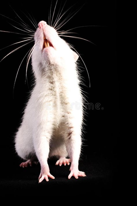 Young white rat looking up. On black background #Sponsored , #AFFILIATE, #Sponsored, #white, #black, #rat, #Young Rat Reference, Rat Care, Tiny Teddy Bear, White Rat, Felted Creatures, Pet Rodents, Black Rat, Cutest Pets, Rat Look