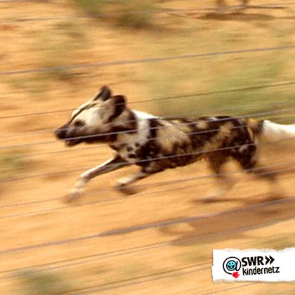 Running Gif, Dog Running, Pet Tips, Wild Dog, African Wild Dog, Run Fast, Animal References, Pet Rescue, Wild Dogs