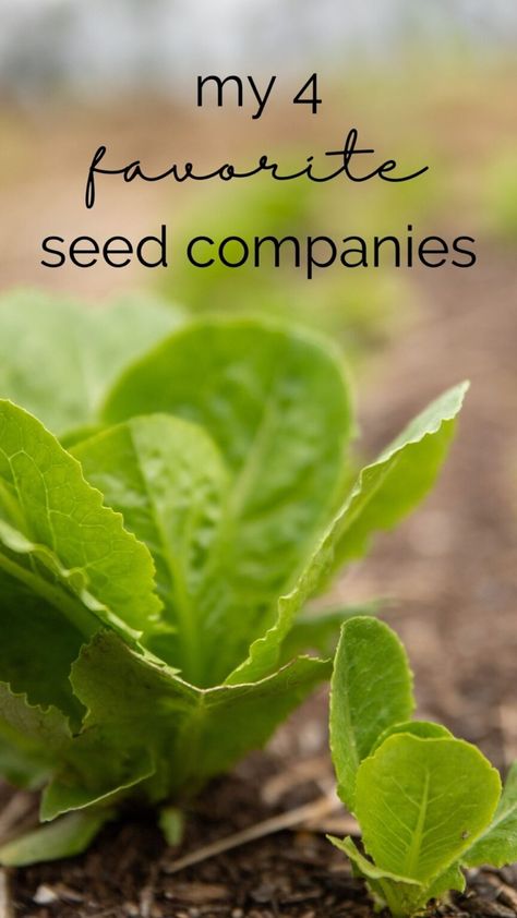 Close up photo of lettuce growing out of the ground with text above reading “my 4 favorite seed companies” Seed Companies, Seed Pack, Organic Gardening Tips, Seed Company, Heirloom Seeds, Seed Packets, Seed Starting, Flower Tops, Top 4