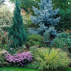 This soothing backdrop uses landscape layering, repetition, scale and flow to achieve a beautiful backdrop Blue Atlas Cedar Landscaping Front Yards, Ravine Landscaping Ideas, Evergreen Landscape Backyards, Alabama Landscaping Ideas, Rock Wall Ideas, Alabama Landscape, Evergreen Landscape Front Yard, Evergreen Landscaping, Pine Landscape