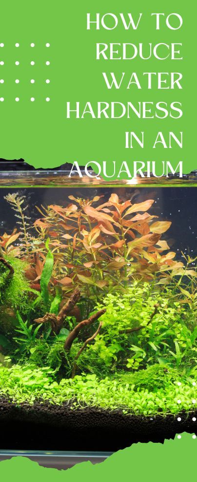 Large Fish Tanks, What Is Water, Fish Garden, Aquarium Maintenance, Aquarium Stand, Diy Aquarium, Aquarium Water, Aquascape Aquarium, Fish Care