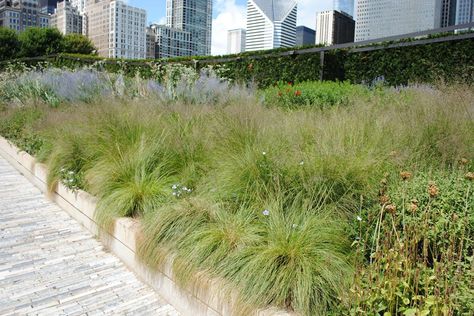 Oudolf ~ High Line, New York, NY.               _/\/\/\/\/\_    prairie dropseed edging Sporobolus Heterolepis, Lurie Garden, Mass Planting, Native Grasses, New York Central Railroad, Native Gardens, Seaside Garden, Linear Park, Prairie Garden