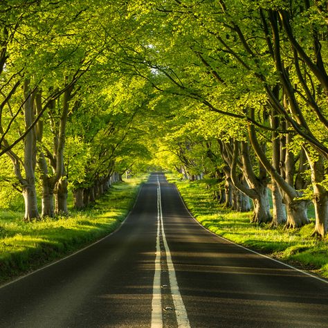 Beech Avenue ~ Dorset , England. Photo by Paul Wynn-Mackenzie Tree Tunnel, World Most Beautiful Place, Dorset England, Long Driveways, Beautiful Roads, Scenic Roads, Drifting Cars, Places In The World, Beautiful Places In The World