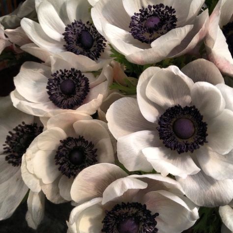 Anemones @Rachelle Soucy Anemone Flower Aesthetic, Anemone Aesthetic, Anemone Bouquet, Gothic Flowers, Goth Garden, Anemone Flower, Nothing But Flowers, Pretty Plants, Green Garden