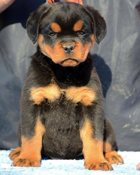 Dog puppies rottweiler photo Rottweiler Aesthetic, Baby Rottweiler, Rottweiler Love, Rottweiler Lovers, Dog Puppies, Really Cute Dogs, Cute Dog Pictures, Rottweiler Puppies, Rottweiler Dog