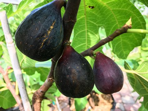 Fig Varieties, Desert King, Fig Trees, Unique Facts, Thick Skin, Fig Tree, Amber Color, Botany, Light Red