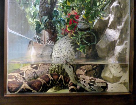 Boa Enclosure, Pet Ball Python, Red Tail Boa, Snake Cages, Snake Enclosure, Reptile Hide, Spoiled Pets, Saltwater Fish Tanks, Reptile House