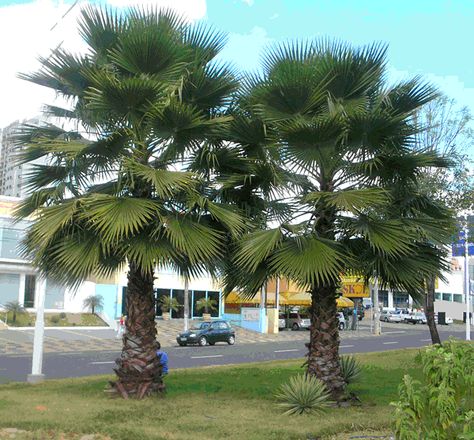 PALMEIRA WASHINGTONIA- WASHINGTONIA  FILIFERA Delonix Regia, Tropical Gardens, Tropical Garden, Urban Landscape, Tropical Plants, Jamaica, Cuba, Palm Trees, Plants