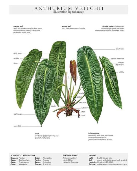 Anthurium Veitchii King, King Anthurium, Plant Leaf Identification, Anthurium Veitchii, Leaf Identification, Anthurium Plant, Alocasia Plant, Orchid Bark, Plant Book