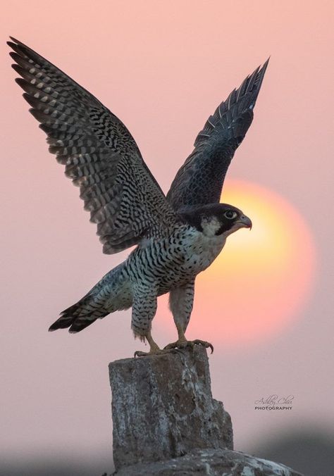 Periguin Falcon, Perigren Falcon, Paragrine Falcon, Peregrine Falcon Aesthetic, Peregrine Falcon Tattoo, Peregrine Falcon Art, Falcon Peregrine, Falcon Tattoo, Falcon Bird