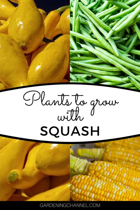 Learn more about how to design garden layouts with squash plants. Follow these tips on companion planting and discover the Three Sisters gardening method. #gardeningchannel #gardening #vegetablegardening #organicgardening #growingsquash Squash Companion Planting, Three Sisters Planting, Squash Companion Plants, Corn And Squash, Planting Raised Garden Beds, Growing Cucumbers Vertically, Growing Squash, Companion Planting Chart, Buttercup Squash