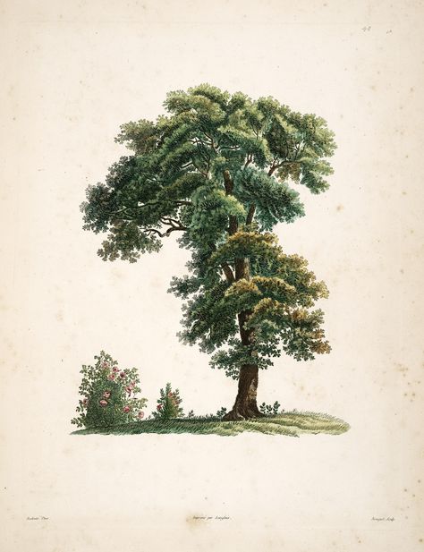 La botanique de J.J. Rousseau :. Paris :Delachaussée,XIV, 1805.. biodiversitylibrary.org/page/6164744 Imagine reading a #bhlib book on your mobile device under a gorgeous tree like this biodiversitylibrary.org/page/616474 Talk about an idyllic afternoon! Jean Jacques Rousseau, Tree Rose, See Tattoo, Missouri Botanical Garden, Illustration Blume, Illustration Botanique, Rose Bush, Tree Illustration, Scientific Illustration