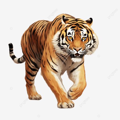 stretched out legs and a dynamic pose to convey speed agility tiger clipart tiger wildlife clipart Tiger Clipart, Dynamic Pose, Sky Images, Transparent Image, Dynamic Poses, Png Transparent, Big Cats, Png Image, Free Download