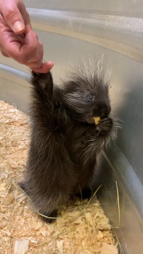 How To Hug A Porcupine, Porcupine Pet, Cute Porcupine, Pet Spider, Rodents, Animal Planet, Zoo Animals, Cute Little Animals, A Name