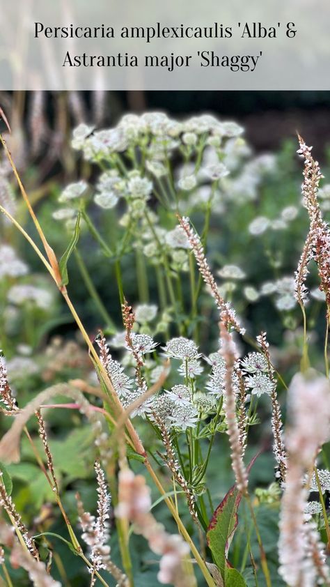 Astrantia Flower, Astrantia Major, Flower Garden Design, Backyard Garden Design, Plant Combinations, Garden Landscape Design, White Gardens, Perennial Garden, Courtyard Garden