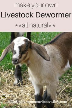 What To Feed Rabbits, Backyard Goats, Milk Goats, Goat Herder, Keeping Goats, Goat Health, Homestead Animals, Feeding Goats, Goat Care