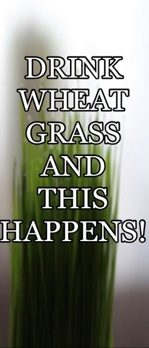 The Amazing Benefits of Drinking Wheat Grass Daily.  The Surprising Benefits of this green super food. Wheat Grass Benefits, Wheat Grass Juice, Wheatgrass Benefits, Wheatgrass Juice, Wheat Grass Shots, Amazing Grass, Micro Greens, Energy Shots, Wellness Shots