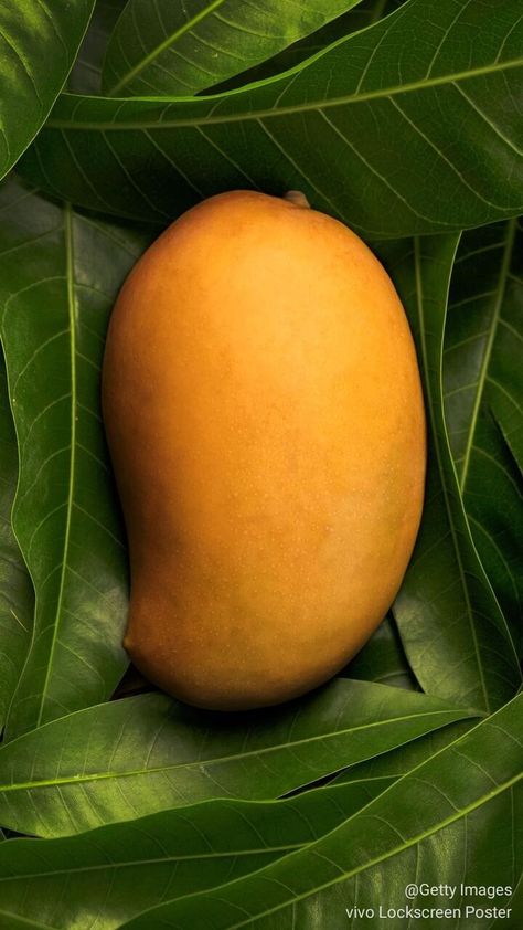 National fruit😚☺ Mango Photography Fruit, Mango Pic, Mango Photography, Fruit Picture, Mango Fruit, White King, Fruit Photography, Lahore Pakistan, The Kings