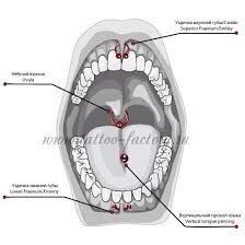 Mouth Piercings Chart, Face Piercings Chart, Ear Piercing Diagram, Piercing Names, Piercings Chart, Business Study, Mouth Piercings, Different Ear Piercings, Punk Fashion Diy