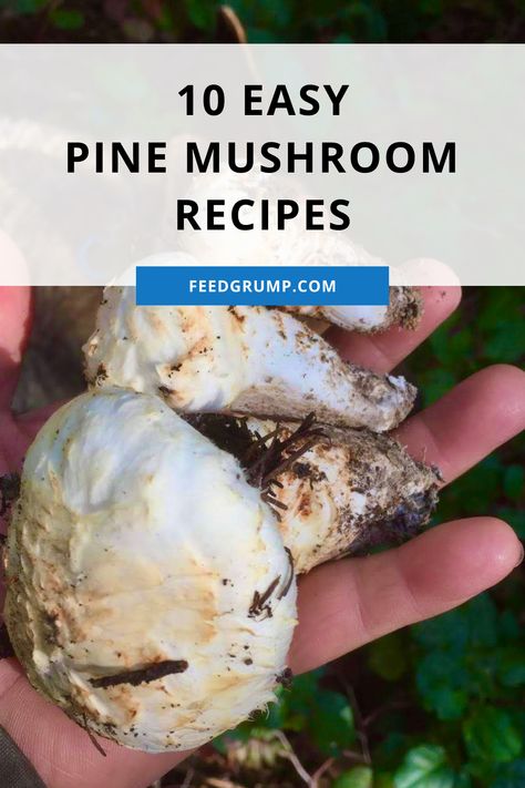 hand holding fresh pine mushrooms Matsutake Mushroom, Easy Mushroom Recipes, Pasta With Bacon, Mushroom Dish, Bacon Pasta, Edible Mushrooms, Mushroom Pasta, Recipes To Try, Asian Cooking