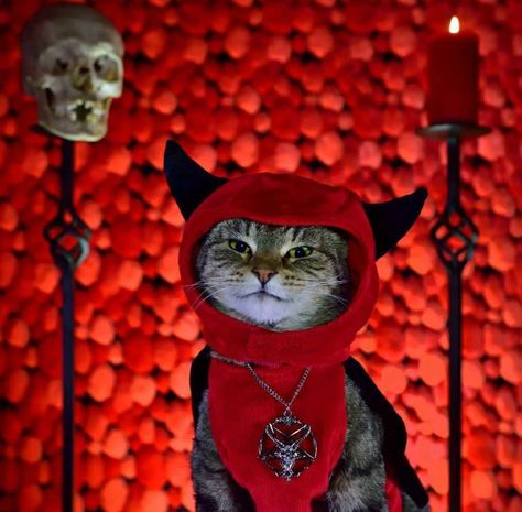 Devil Kitty Cat Icon, Cat Costumes, Funny Cat Memes, Silly Cats, Halloween Cat, Crazy Cat Lady, Animal Memes, Crazy Cats, Cat Pics