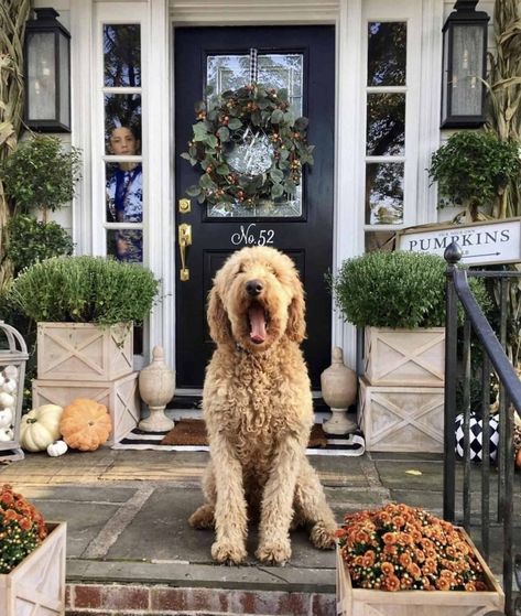 Have Yourself A Merry Christmas: 75 Ho-Ho-Holiday Decor Ideas Fall Entryway Decor, Entryway Decor Ideas, Contemporary Mediterranean, House Mediterranean, Fall Entryway, Rustic Kitchen Design, Pond Design, Transitional House, Outdoor Inspirations