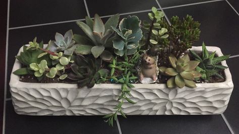 Sooo cute! Love this succulent arrangement in this rectangle planter from Anthropologie. Rectangle Succulent Planter, Succulent Inspiration, Rectangle Planters, Potted Plants Outdoor, Plants Garden, Succulent Arrangements, Succulents Diy, Succulent Planter, Cute Love