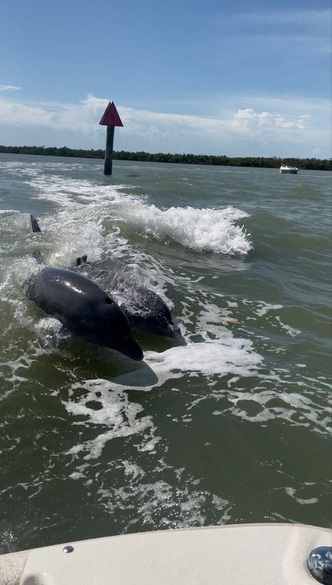 Dolphins on a marco island florida tour Marco Island Florida, Marco Island, Silly Animals, Spring Break, Dolphins, Mermaid, Florida, Animals, Quick Saves