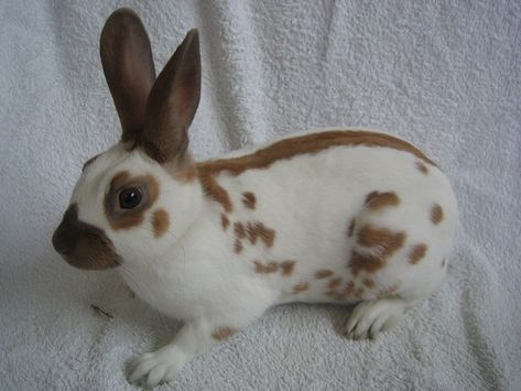 English Spot - Tort English Spot Bunny, Spotted Rabbit, Bunny Breeds, English Spot Rabbit, Wild Rabbit, Selective Breeding, Animal Friends, Squirrels, Animals Friends