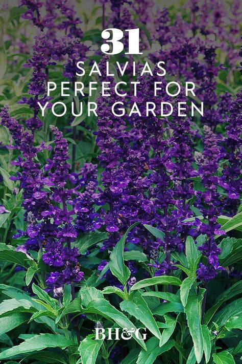 Salvia Garden, Colorado Flowers, Purple Perennials, Salvia Plants, Hampton Garden, Purple Salvia, Purple Flowers Garden, Sage Garden, Creative Garden Decor