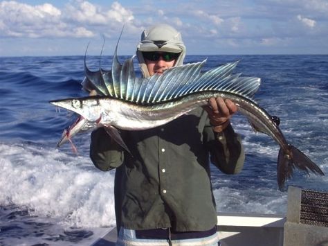 Lancet fish I found floating 150 nautical miles off the coast. - Imgur - Marine Biology Big Game Fishing, Monster Fishing, Fishing Photography, Cool Fish, Ocean Fishing, Random Pictures, Weird Creatures, Gone Fishing, Best Fishing