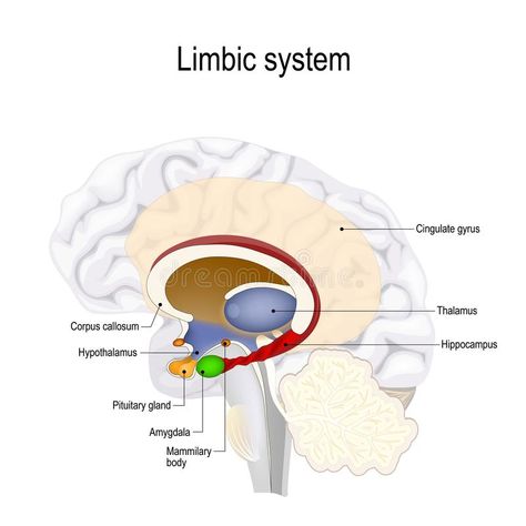 Human brain. limbic system stock vector. Illustration of amygdala - 133043488 Reptilian Brain, Nervous System Anatomy, Nurse Teaching, Brain Models, Corpus Callosum, Brain Structure, Limbic System, Brain Anatomy, Brain Connections