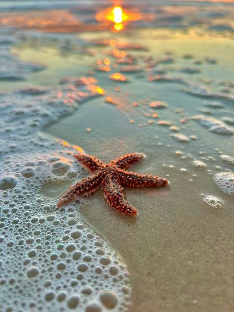 The Sand, Starfish, At The Beach, The Beach, Bubbles, Water