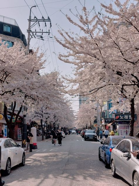 Hongdae Street Aesthetic, Hongdae Street, Seoul Hongdae, Seoul Spring, Sakura Cherry Blossom, Ig Feed, Korean Street, Aesthetic Pics, 2024 Vision